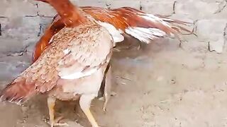 Red and white standing
