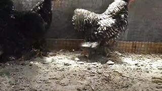 The zoo for checken