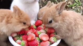 A group of rabbits eat strawberries and are cute. Rabbits. Little cute pets in the countryside.