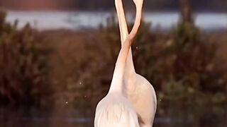 Belle vidéo