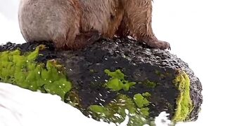 Fanny animaux