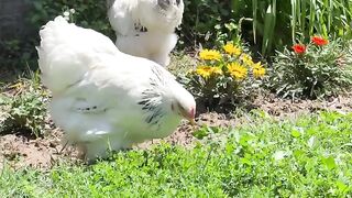 Brahma chicken or brahma like