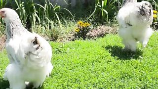 White feather of a chicken