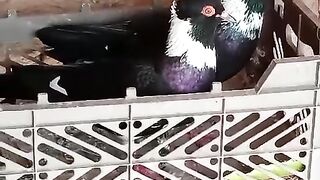 Kabootar in a krate