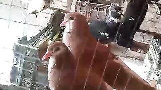 Reddish kabootar