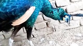 Blue color of the peacock