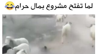 المال الحرام هه????
