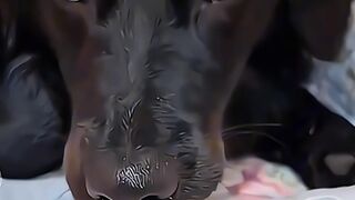 #shorts #funny #cat #dog #animals (43)