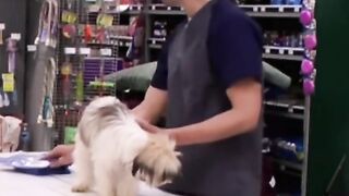 Bro made the dog bald