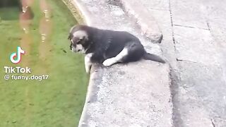 Funny dog