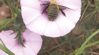 Spring Symphony: Flowers, Butterflies, and Birds Singing