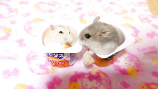 hamster stealing