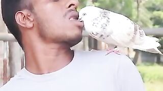 Pegion