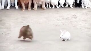Puppy and rabbit fight