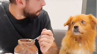 Amazing dog