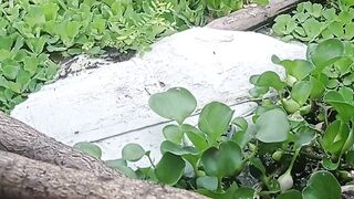 Water hyacinth