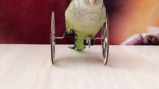 Intelligent perrot birds