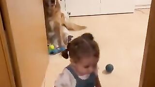 Dog Gets Scolded For His Crimes __ ViralHog.