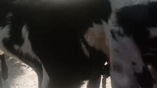 Cut baby and animal video