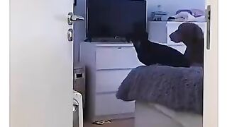 Dogs funny video