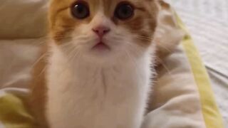 Cat Love Everyone