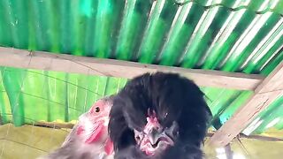 Funny chicken