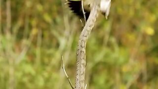 The snack killed bird