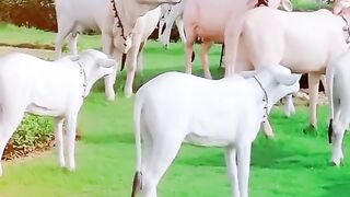 Banao