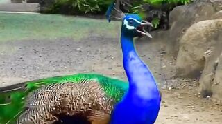Beautiful BIRD in World