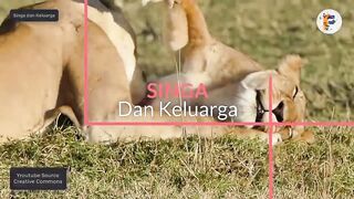 induk singa dan anaknya yang sangat lucu dan menggemaskan #lion #animals