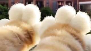 kitten