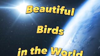 Top 10 most important Birds