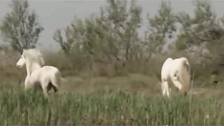 Horse mating