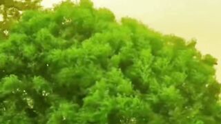 ফালতু