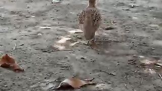 Running or do not run