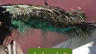 The child takes the peacock in laps