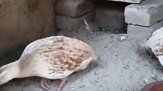 Kis kis ki