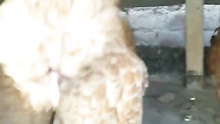 Red long head of a he