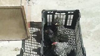 Chicken in the krate ll keep the chicken with care