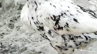 White black ll pretty ll probably