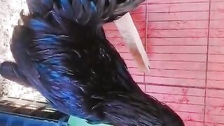 The krate and a rooster