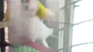 White and yellow