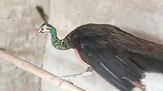Different birds of the world