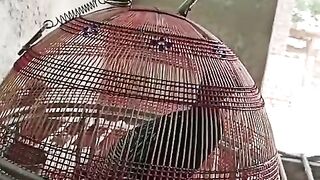 The cage of a teatar ll beautiful
