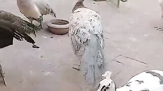 Grey peacock
