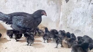 Black hen ll black children