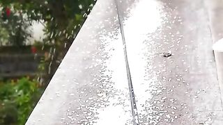 My parrots flying