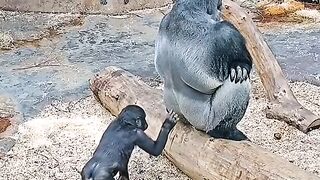 Praha_Zoo._Funny_interaction_between_Nuru_the_gorilla_boy_and_his_dad_Richardovi._Original_footage_of_the_video_screen_is_from_Fa
