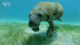 DUGONG