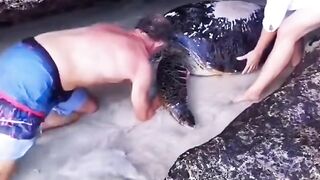 Rescue turtle